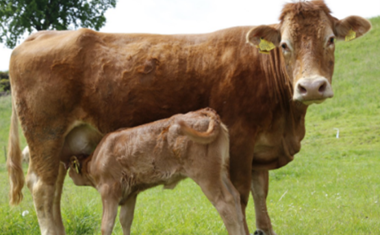 Cow/Calf 
