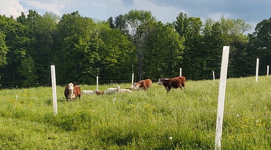 silvopasture co-grazing sheep and cattle