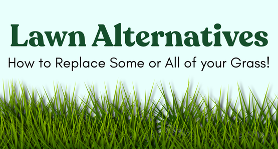 BANNER Lawn Alternatives