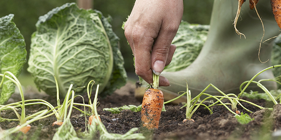 harvesting carrots and cabbage