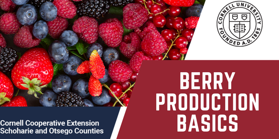Berry Production Basics