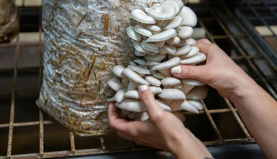 oyster mushrooms