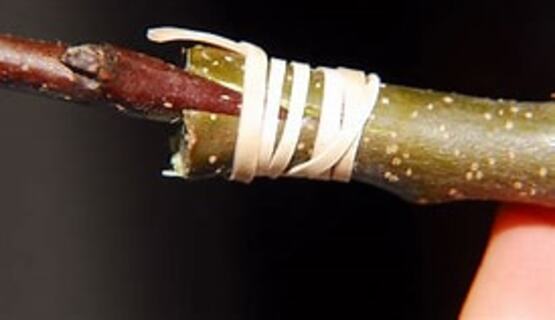 Join farmer and organic orchardist Jason Townsend of Kingfisher Farm for a hands-on session of apple tree grafting. 