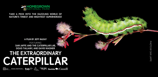 Extraordinary Caterpillar 