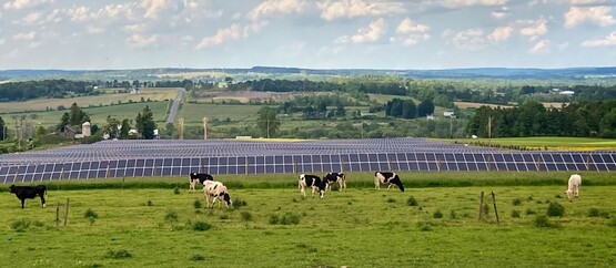Cornell University's Dryden solar farm sits next to fields hosting cows and is partially grazed by sheep.