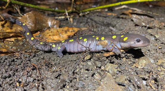 Spotted salamander on the ground