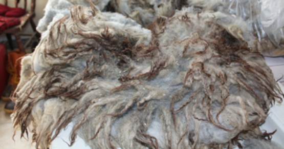 raw Shetland sheep fleece