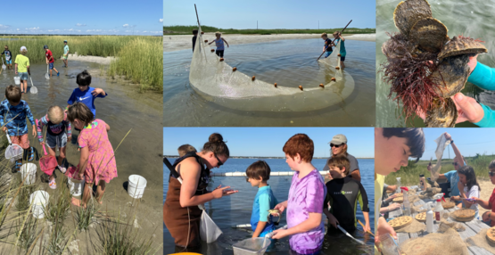 eee seahorse art + science2