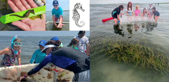 eee seahorse art + science3