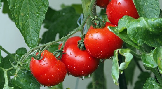 tomato plants