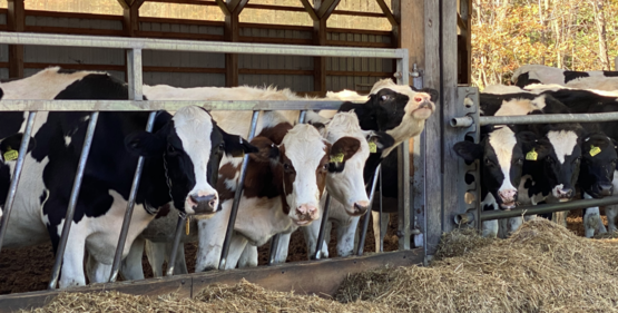 Walterna Holstein LLC 