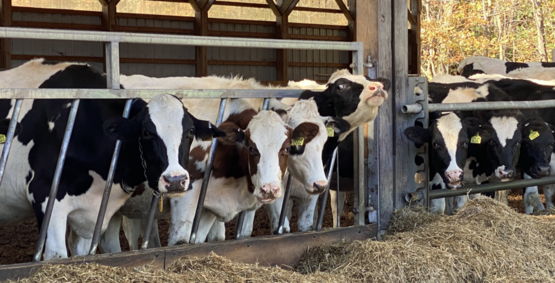 Walterna Holstein LLC 