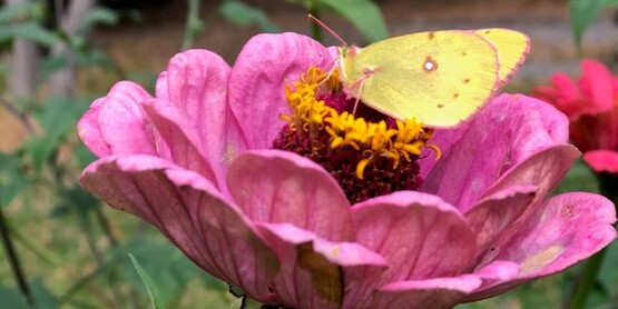 Photo of a little butterfly on a pink flower