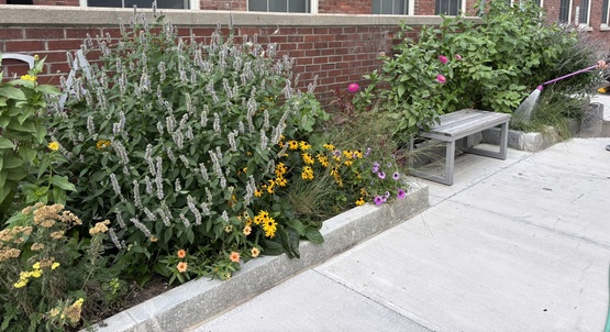 City Hall planting Summer 2025