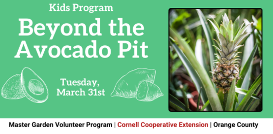 Beyond the Avocado Pit
Tuesday, March 31st
Image: Pineapple plant