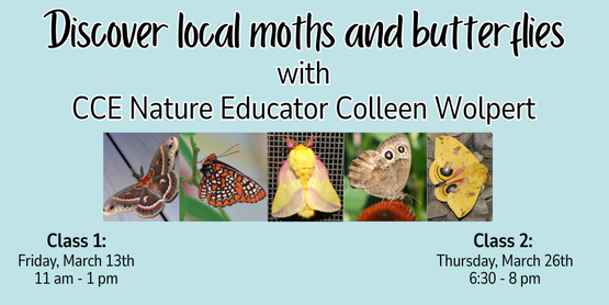 Butterfly moth classes