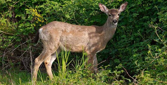 Black-tailed deer grazing by the roadside in Marymoor Park in Redmond, Washington [public domain].