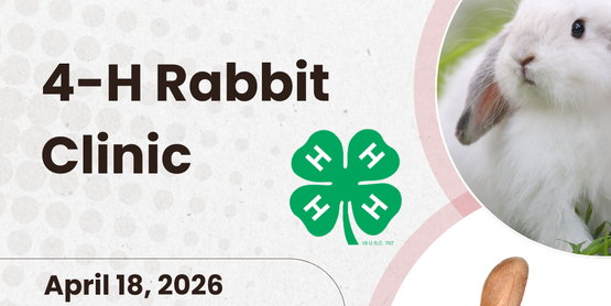 Rabbit Clinic