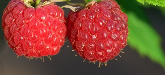 close-up of two red raspberries growing on a plant
