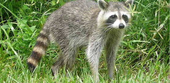 Common raccoon / Procyon lotor