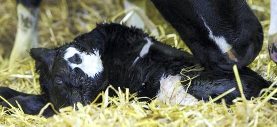 Calf Health Care
Heifer Stockmanship
Down Cow Management
Euthanasia Techniques and Safety