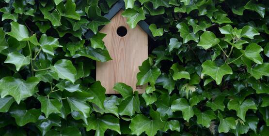 Birdhouse hung among vines on a building.