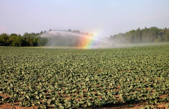 Field crops, Yates County NY