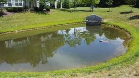 Join us for an in-depth discussion on effective pond management, including Join us for an in-depth discussion on effective pond management.