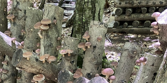 Mushrooms growing on logs.