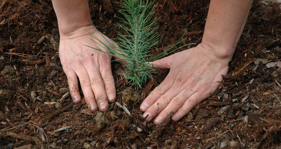 Planting a tree in the forest