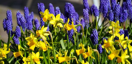 Flowers growing from the ground.