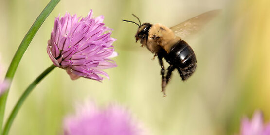 bumble bee with purple clover