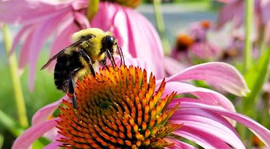 bee on purple cone flower