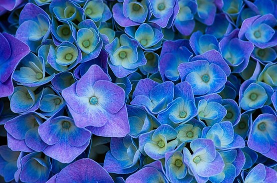 Hydrangeas