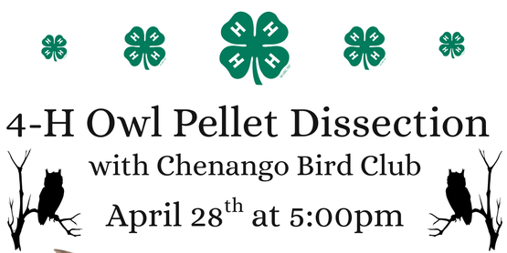 Owl Pellet Dissection Flyer