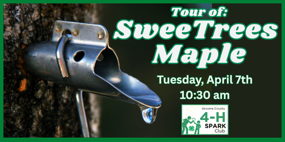 ​Join us for an excursion into the sweet world of maple syrup. Dan and Ruth Beasley are kindly hosting Broome County 4-H'ers at SweeTrees Maple Products, their family-owned facility in Berkshire. 4-H’ers will hike into the woods to learn all about how to make maple syrup— how to tap trees, which trees to use, and how their tubing system works. We'll then step into the sugarhouse to learn how that sap gets turned into delicious syrup, sugars, and candies. Bring your sweet tooth for sampling! 



Who: Open to all Broome County 4-H members

When: Tuesday, April 7th

Time: 10:30 am

Where: SweeTrees Maple Products, 761 Glen Road, Berkshire, NY 13736