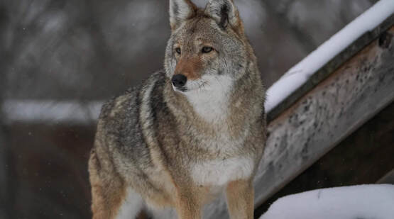 Wolf Mountain Nature Center image