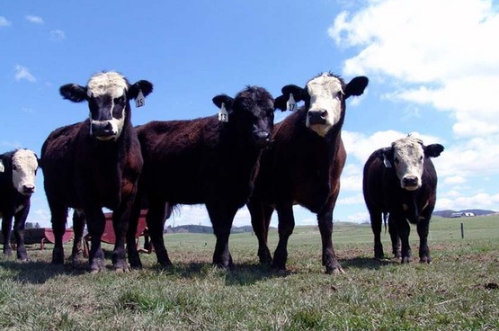 beef cattle