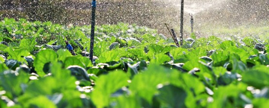 We will talk about all things water, from delivery options to water quality to designing an irrigation system and assessing when and how to water.