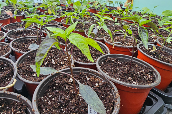 Seedlings growing in cups