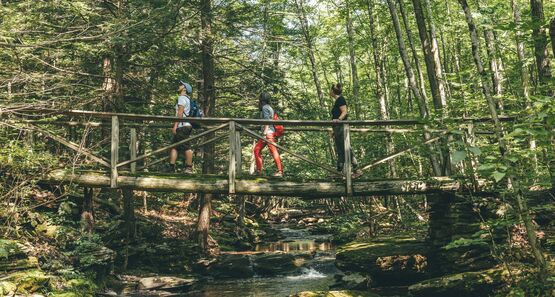 People walking over a bridge in the forest.