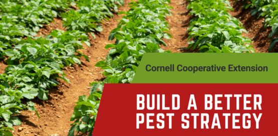 Build A Better Pest Strategy