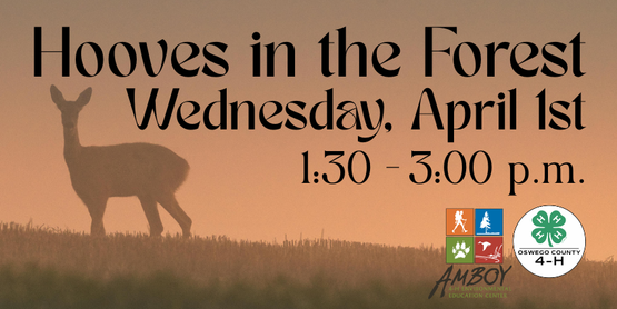 Hooves in the Forest