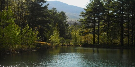 Pond in a forest