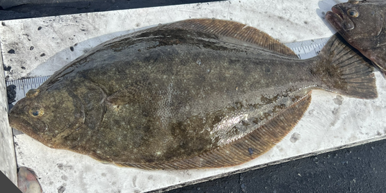 fluke