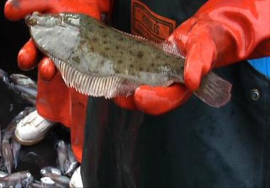 flounder