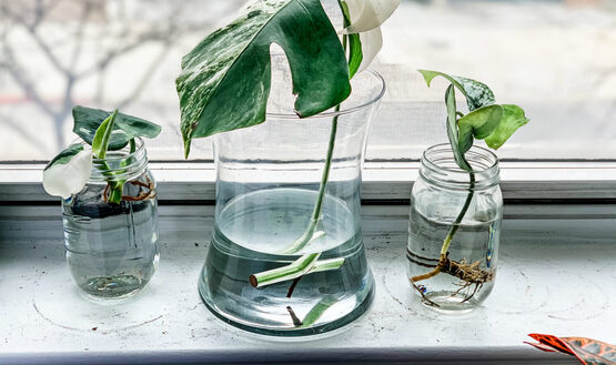 Plant Propagation