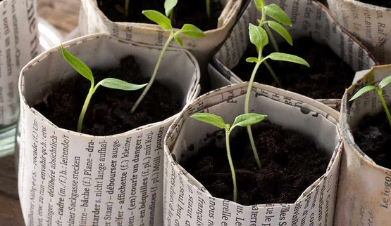 Newspaper Paper Pot Seed Starting