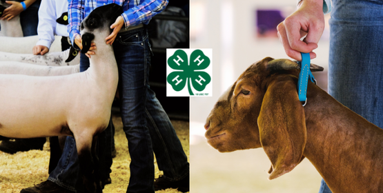 Learn how to show sheep and goats!