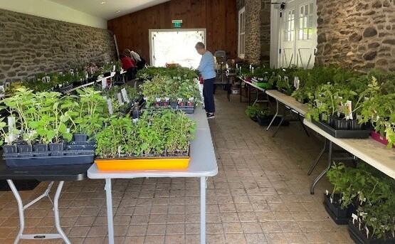OMGV Plant Sale